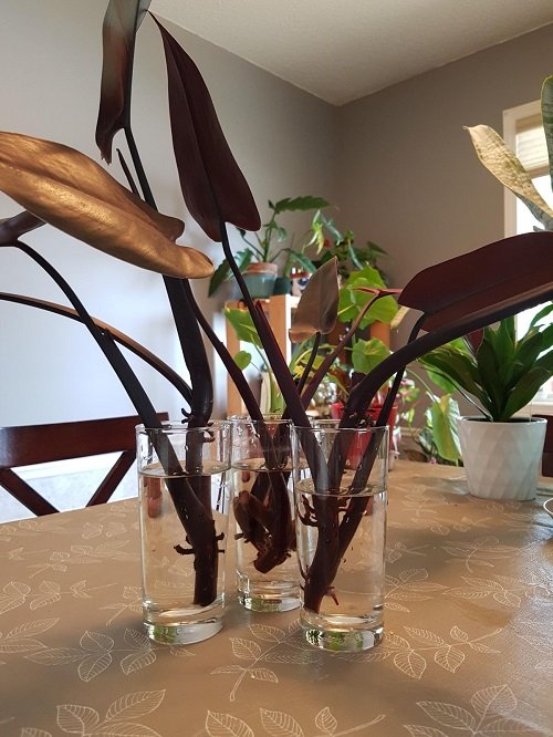 Philodendron Bloody Mary 2