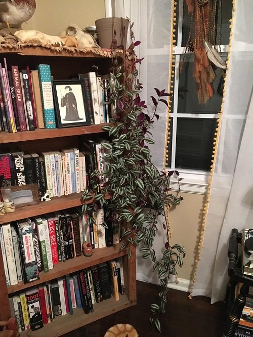 Grow Wandering Jew Indoors on a bookshelf