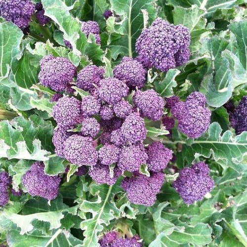 Purple Cauliflower 17