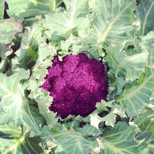 Purple Cauliflower 3