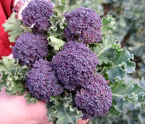 Purple Cauliflower 13