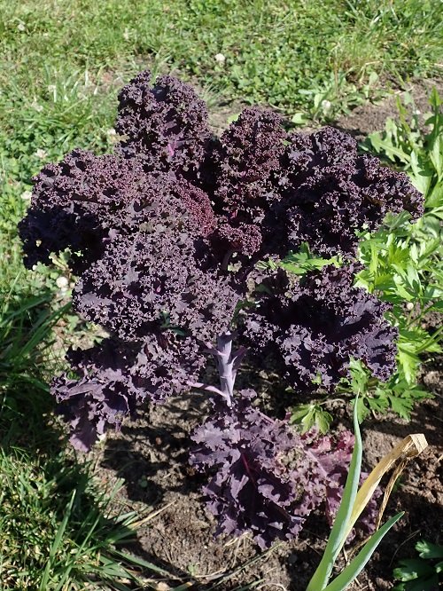 Purple Cauliflower 5