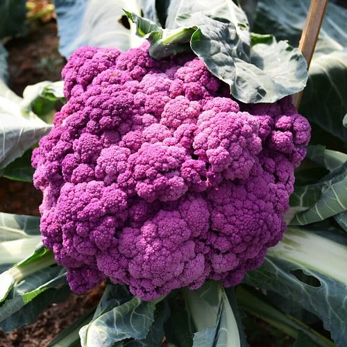Purple Cauliflower 6