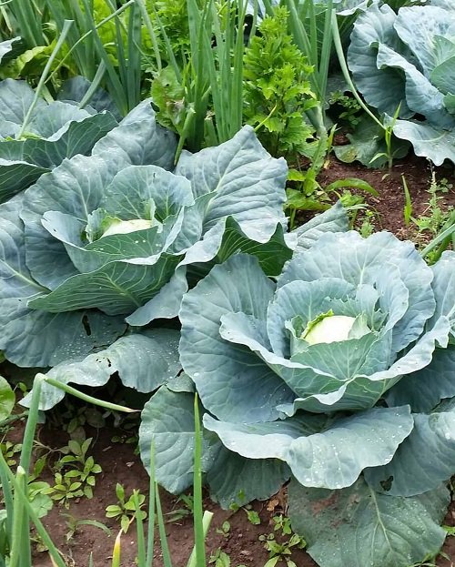 Companion Plants for Cabbage and Cauliflower 1