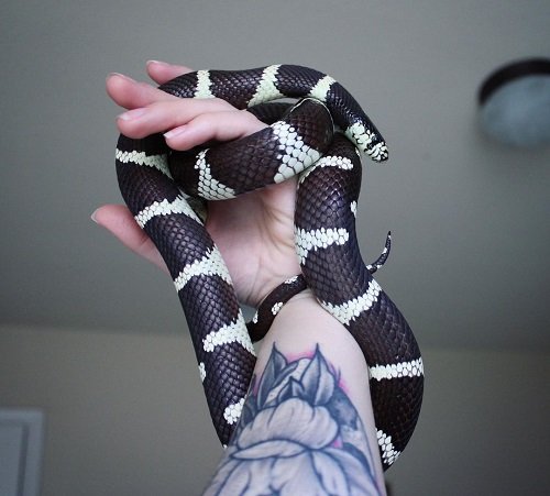 Black Snakes with White Stripes 1