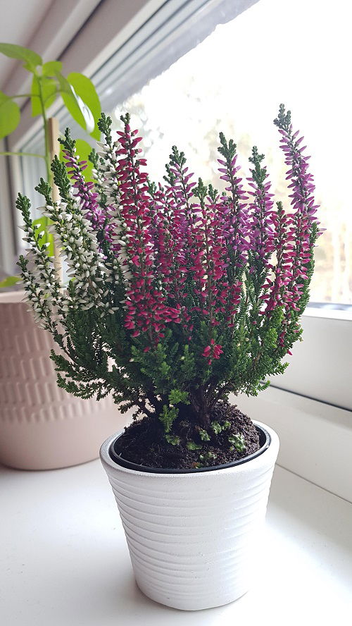 Requirements for Growing Heather in Pots