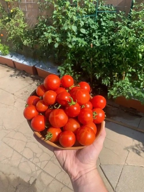 Campari Tomatoes 5