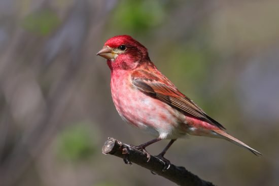 Red Birds of Texas 15