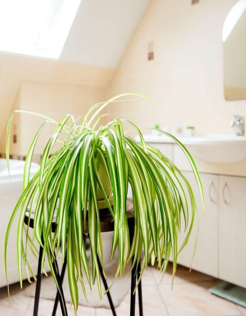 Spider Plant pot indoor on the wooden stand