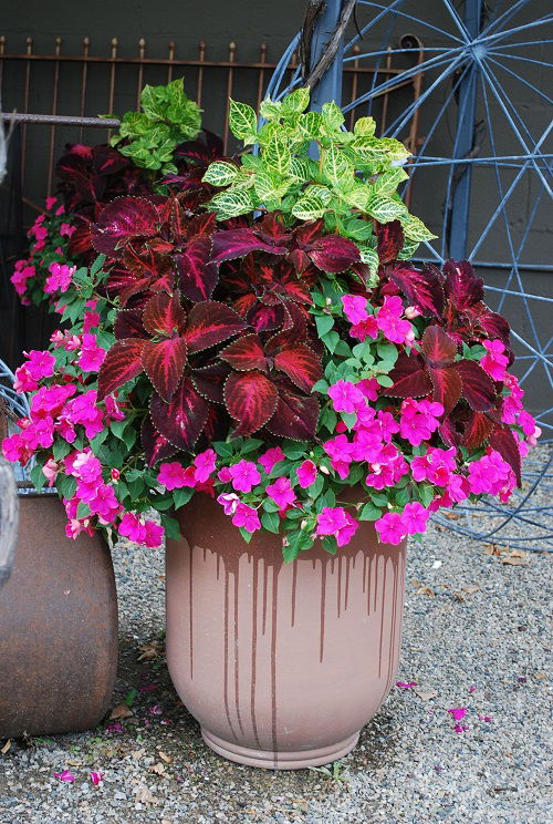 Beautiful Fall Flowers for Containers 1