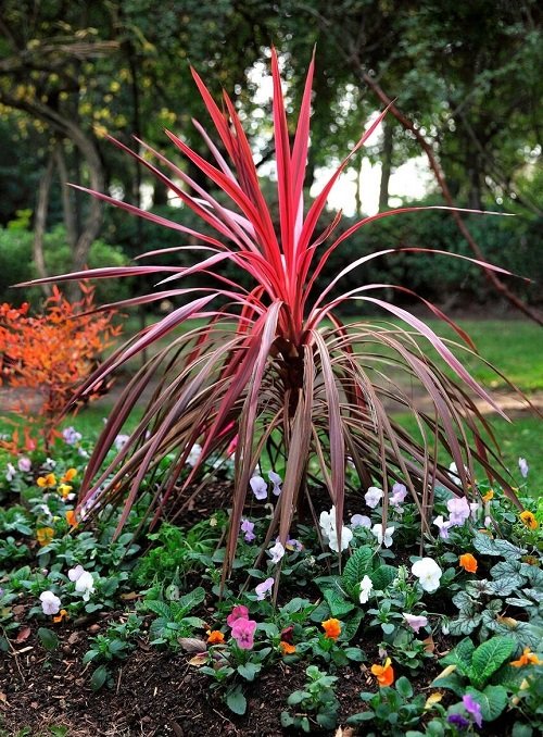 How to Enhance the Color of Cordyline Plant 7