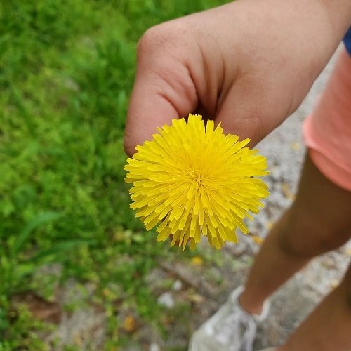 Why Dandelion is More than a Weed 4