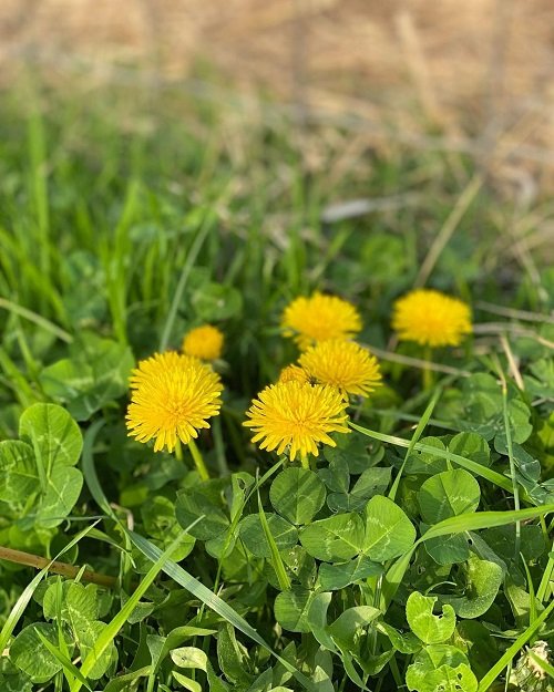 Why Dandelion is More than a Weed 9