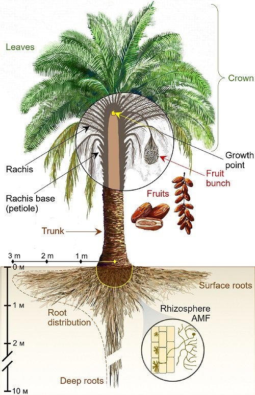 Palmetto Tree Root System 2