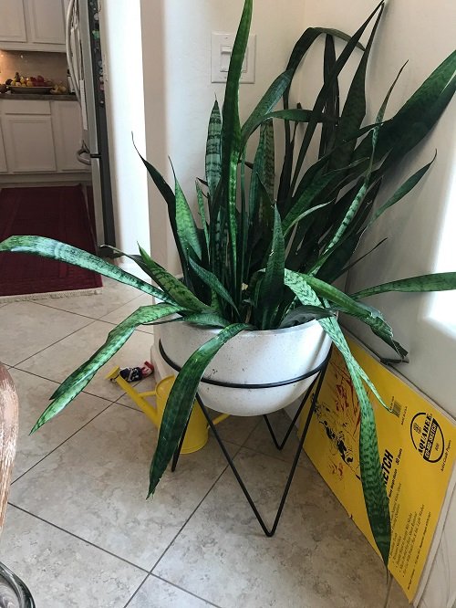 Snake Plant Drooping 1