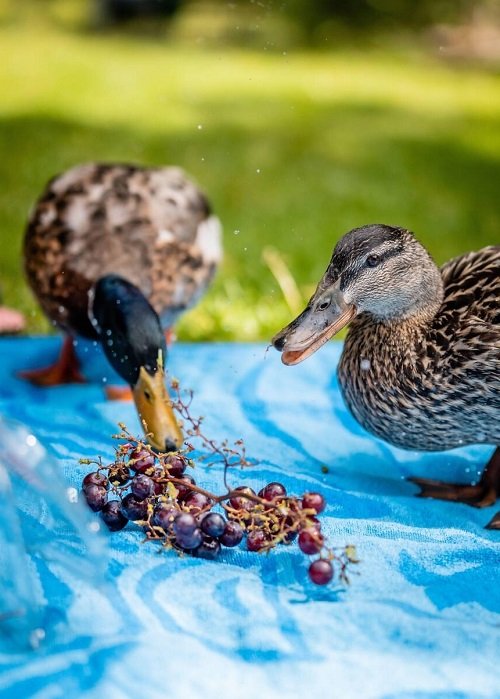 Can Ducks Eat Grapes 1