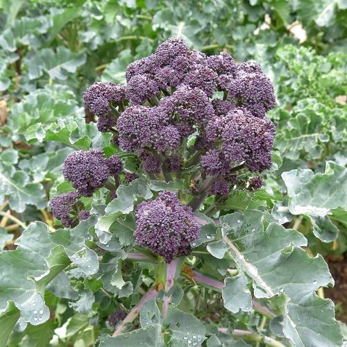 Purple Cauliflower 9