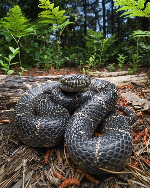 Black Snakes with White Stripes 5