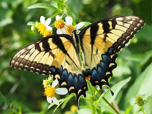 Black and Yellow Butterfly 1