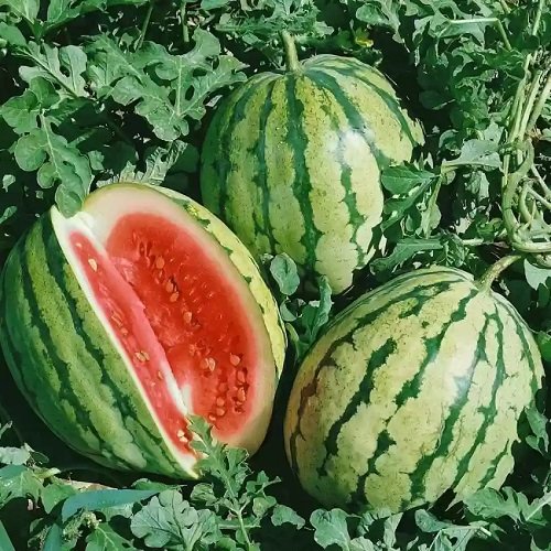 Sweetest Watermelon Varieties 12