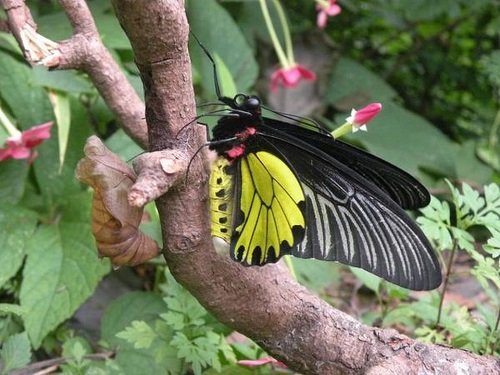 Black and Yellow Butterfly 23