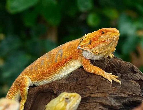 Biggest Bearded Dragons in the World