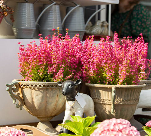 Choosing a Container for Heather