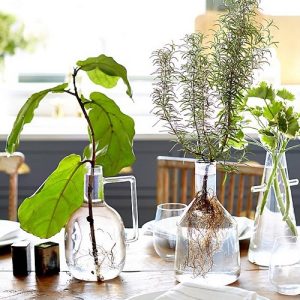 23 Houseplants in Water Centerpiece Ideas | Balcony Garden Web