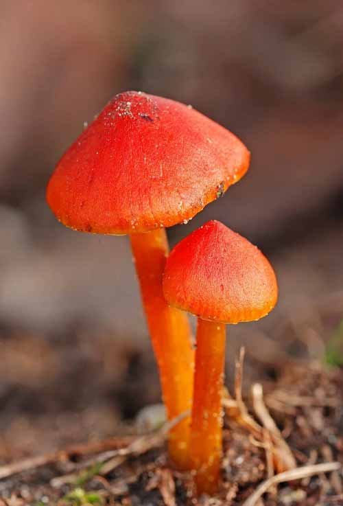 Red Mushrooms 3