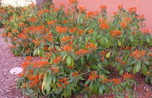 Best Orange Wildflowers 37