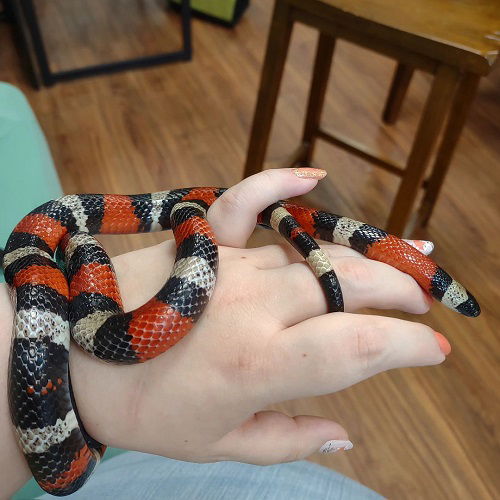 Stunning Black Snakes with White Stripes