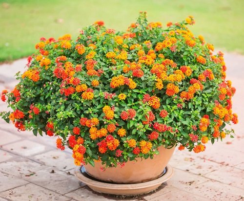 The Best Orange Wildflowers for Your Yard to Grow in pot