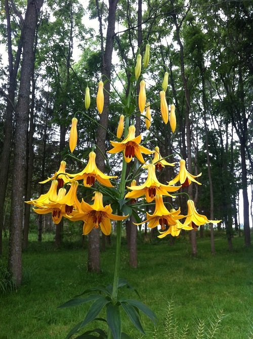 Types of Yellow Lilies 9
