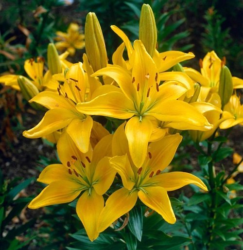 Types of Yellow Lilies 7