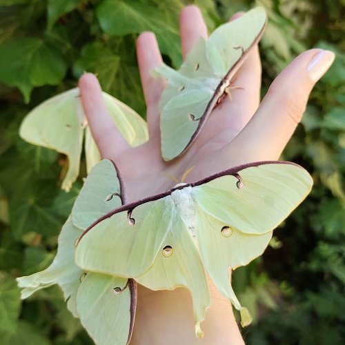 Meaning of Luna Moth 2