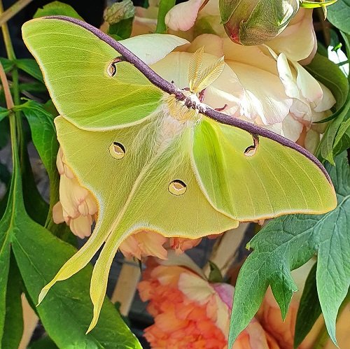 Meaning of Luna Moth 1