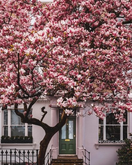 Magnolia vs. Tulip Tree: All the Differences | Balcony Garden Web