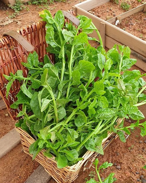 Malabar Spinach Benefits 1