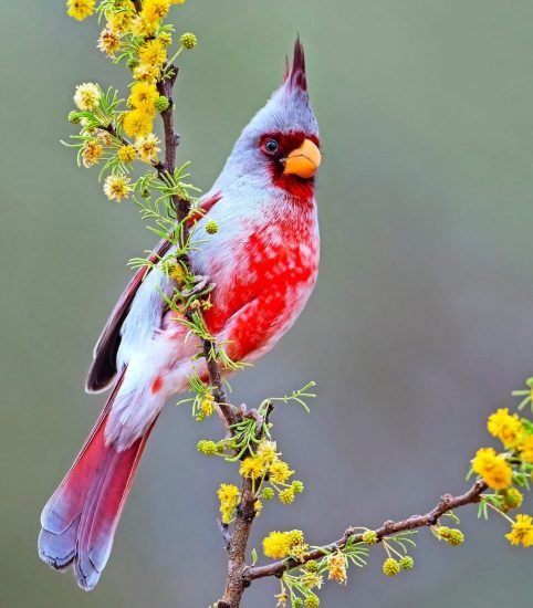 Red Birds of Texas 11