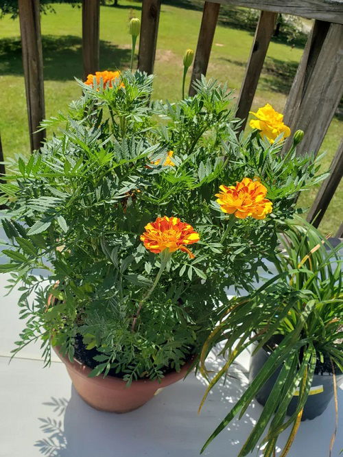 Beautiful Fall Flowers for Containers 