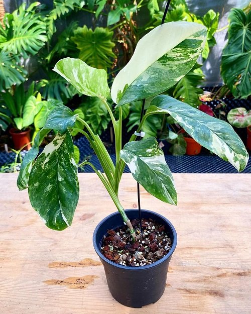 Growing requirement Monstera Lechleriana