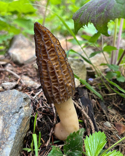 Mushrooms that Look Like a Penis 7