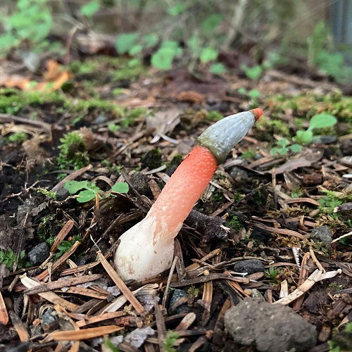 Amazing Mushrooms with a Penis-Like Appearance
