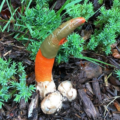 Mushrooms that Look Like a Penis 5