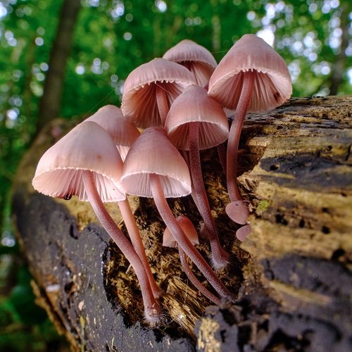 Red Mushrooms 7