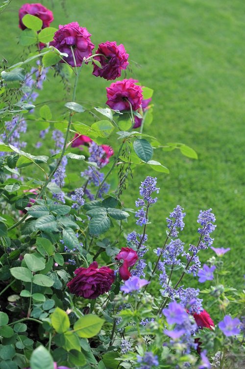 Plants that Go with Roses to Keep Pests Away
