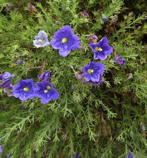 Amazing beautiful Blue Flower Names & Images 