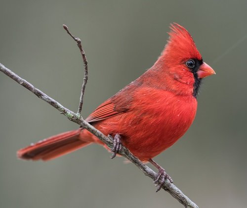 Red Birds of Texas 1
