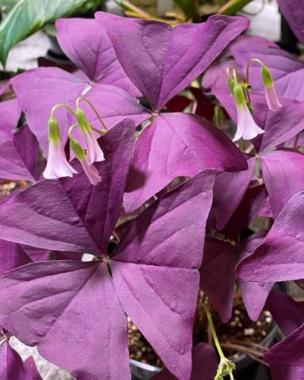 10 Indoor Plants That Change Color | Balcony Garden Web