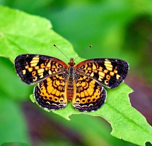 Black and Yellow Butterfly 13